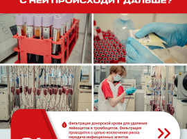Донор сдал кровь, а что с ней происходит дальше?